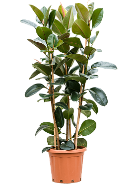 Ficus elastica 'robusta' tuft 3pp