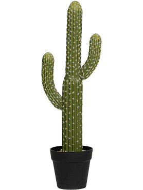 Cactus saguaro tuft