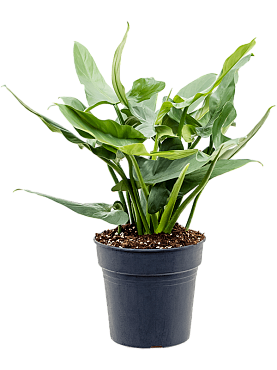 Philodendron 'silver `queen'