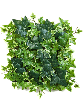 Ivy mat variegated