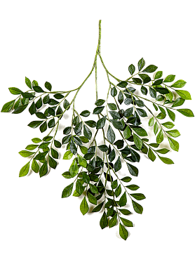 Murraya bush (181 lvs.)