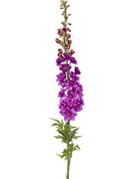 Delphinium lilac