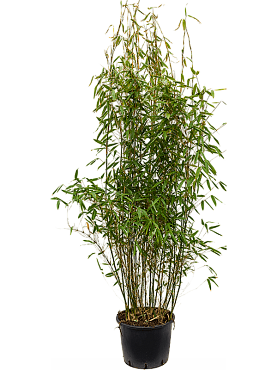 Fargesia murieliae 'jumbo' bush