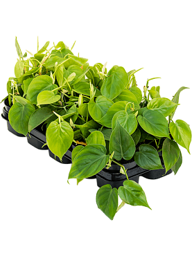Philodendron scandens 10/tray hanger