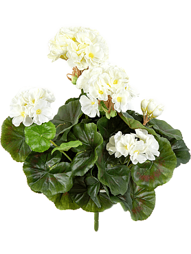 Geranium bush cream (7x)