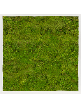 Картина из мха mdf ral 9010 satin gloss 100% flat moss
