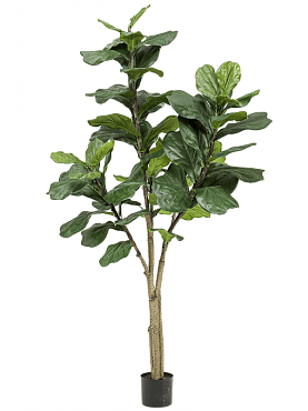 Ficus lyrata branched (65 lvs.)
