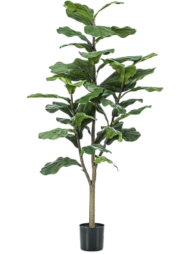 Ficus lyrata branched (39 lvs.)