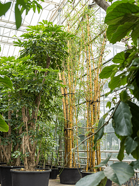 Bambusa vulgaris multi stem