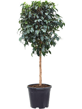 Ficus benjamina 'danielle' stem