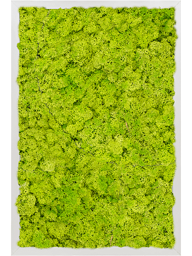 Картина из мха aluminum 100% reindeer moss (spring green)