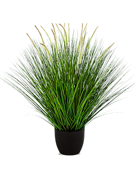 Grass pennisetum woodside bush