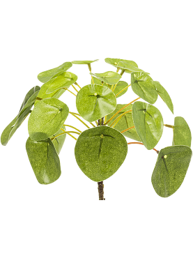 Pilea bush (21 lvs.)