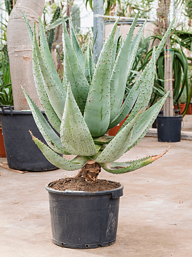 Aloe marlothii stem