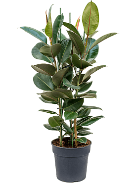 Ficus elastica 'robusta' tuft