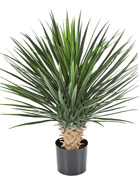 Yucca rostrata tuft