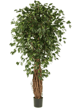 Ficus liana exotica branched