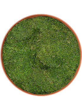 Картина из мха refined canyon orange 100% flat moss