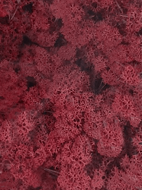 Стабилизированный мох Reindeer moss purpur (6 windowкоробка = примерно. 0,45 m²)