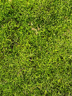 Стабилизированный мох Longmoss forest green (4 windowкоробка = примерно 1.32 m²)