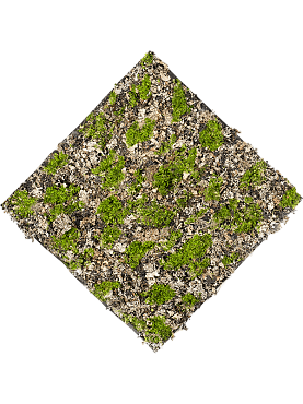 Moss dry green grey matt