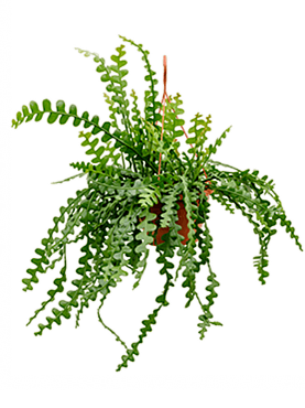 Epiphyllum anguliger hanging plant