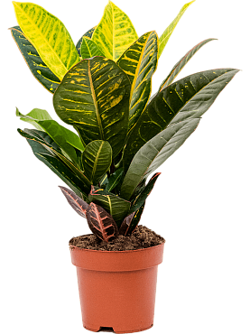 Croton (codiaeum) variegatum 'petra'