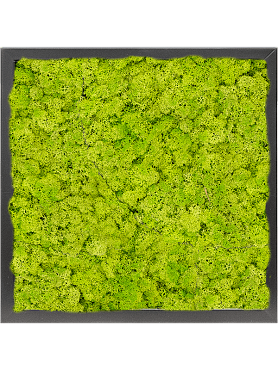 Картина из мха mdf ral 9005 satin gloss 100% reindeer moss (spring green)