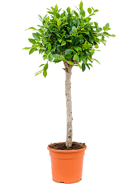 Ficus microcarpa ‘nitida’ stem