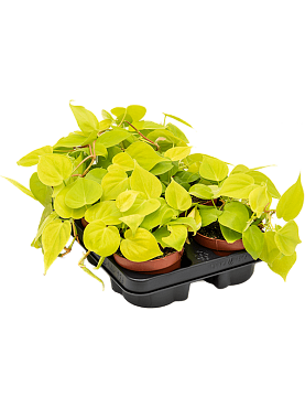 Philodendron micans lime 8/tray