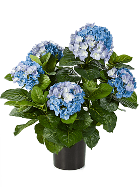 Hydrangea bush blue