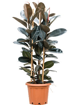 Ficus elastica 'abidjan' tuft 3pp