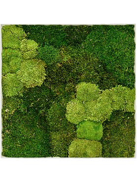Картина из мха superline l 30% ball- and 70% flat moss