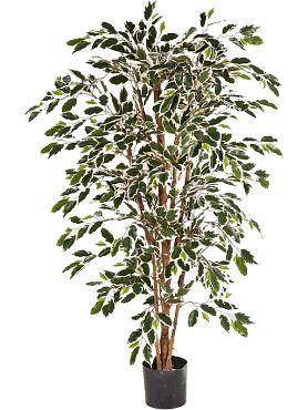 Ficus nitida var. branched