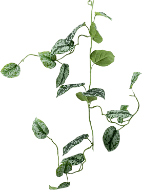 Scindapsus pictus garland green/ grey