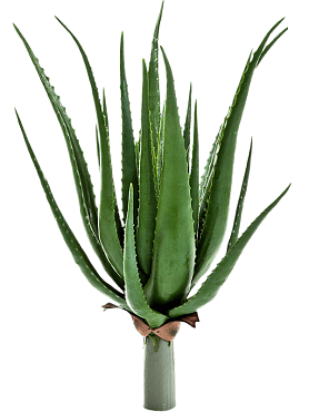 Aloe plant tuft (23 lvs.)