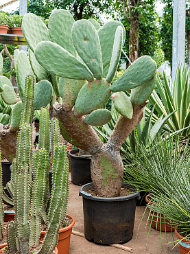 Opuntia indica branched