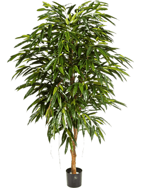 Ficus longifolia branched
