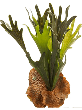 Fern staghorn tuft (15 lvs.)