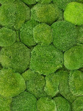 Стабилизированный мох Ball moss moss green (4 windowкоробка = примерно 0.64 m²)