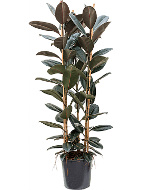 Ficus elastica 'abidjan' tuft 3pp