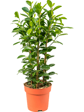 Ficus microcarpa 'moclame' tuft