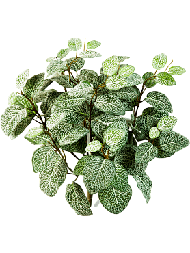 Fittonia bush