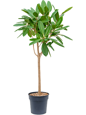 Ficus america 'tresor' stem