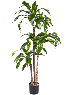 Dracaena fragrans branched