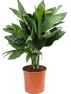 Chamaedorea metallica bush