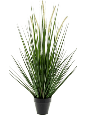 Grass alopecurus bush