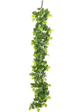 Philodendron garland